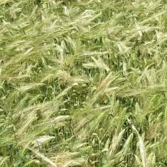 Pole jęczmienia, zielone kłosy falujące na wietrze. Widać tu typowy modus oprysk, przygotowany do ochrony roślin.