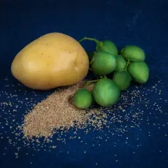 Ziemniak, zielone owoce i rozsypane nasiona ziemniaka na granatowym tle.