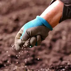 Ręka w rękawiczce rozsypuje nasiona wyki na poplon. Drobne granulki spadają na przygotowaną ziemię, obiecując przyszłe plony.