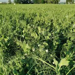 Pole grochu pastewnego w pełnym rozkwicie. Wczesne lato zapowiada dobry zbiór, a cena grochu pastewnego jest obiecująca dla rolników.