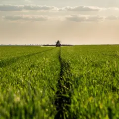 Traktor opryskuje pole zboża, stosując środki grzybobójcze. Słońce zachodzi nad zielonym łanem.