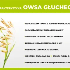 Charakterystyka owsa głuchy: jednoroczna trawa, rozmnaża się z ziarniaków, które mogą przetrwać do 10 lat. Skuteczne zwalczanie jest kluczowe.