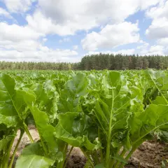 Pole buraków pastewnych, zielone liście w zbliżeniu. W tle las i błękitne niebo z chmurami.