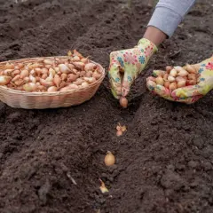 Ręce w rękawiczkach sadzą cebulę dymkę do ziemi. Obok koszyk pełen dymki.
