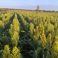 Rozległe pole uprawne sorgo, z rzędami zielonych łodyg i żółtawych wiech. Słońce oświetla dojrzewające ziarno.