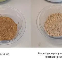 Dwa naczynia z granulatem: po lewej Signum® 33 WG, po prawej produkt generyczny.