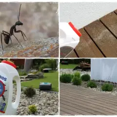 Proszek na mrówki w ogrodzie. Zwalczanie mrówek na tarasie i rabatach.