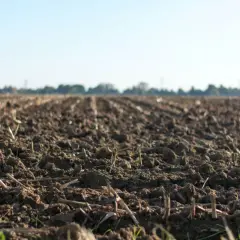 Pola po żniwach, gotowe do siewu. Zastanawiasz się, jaki poplon na chwasty będzie najlepszy?
