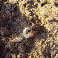 Biała, pękata larwa chrząszcza z pomarańczową głową, zwinięta w kłębek na wilgotnej ziemi.