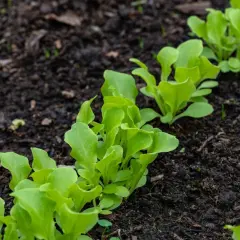 Młode, zielone siewki sałaty rosną w rzędach na ciemnej ziemi. Idealny poplon pod warzywa, który wzbogaci glebę.