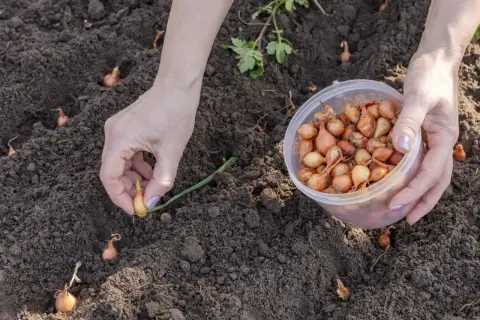 Ręce sadzą dymkę cebuli. Zastanawiasz się, co sadzić obok cebuli? Marchew, buraki, czy zioła to dobre wybory.