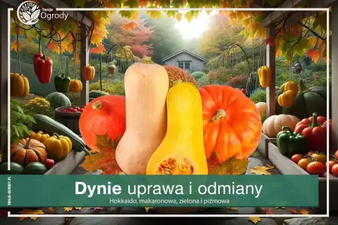 Jesienna uczta: dynia piżmowa zielona i inne warzywa w ogrodzie.