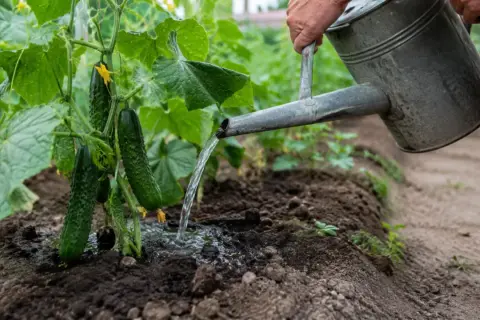 Ręka podlewa ogórki z konewki. Właściwe nawadnianie to klucz do obfitych plonów.
