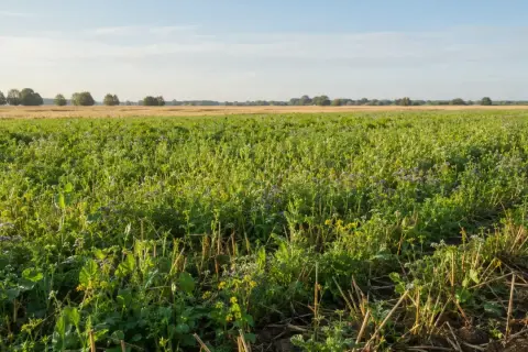 Zielone pole z kwitnącym poplonem pod kukurydzę, w tle złote łany zboża i drzewa.