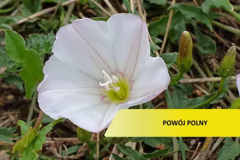 Biały powój polny, który może być uciążliwy w ogrodzie. Zwalczanie go wymaga uwagi.