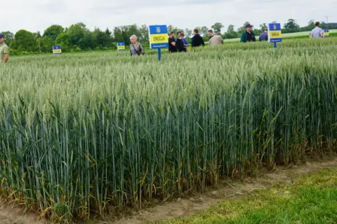 Pole pszenicy z tabliczkami odmian: Indiana, Emocja, Vanilia. Grupa ludzi ogląda nowe odmiany pszenicy.