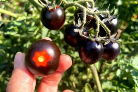 Dłoń trzyma ciemny pomidor black cherry z pomarańczowym wzorem. W tle kiść podobnych pomidorków na gałązce.