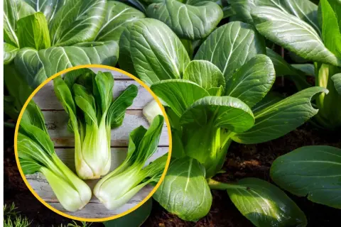 Świeża, zielona kapusta pak choi rośnie w ziemi. W okręgu widać trzy główki tej zdrowej rośliny na drewnianym tle.