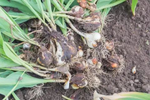 Kiedy wykopywać tulipany? Cebulki tulipanów z korzeniami i liśćmi leżą na ziemi.