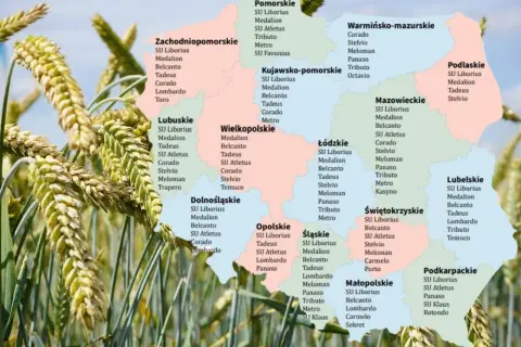 Pszenżyto ozime na słabe gleby. Na mapie Polski zaznaczono odmiany zbóż, np. Medallion, Corado, Belcanto, idealne dla trudnych warunków.