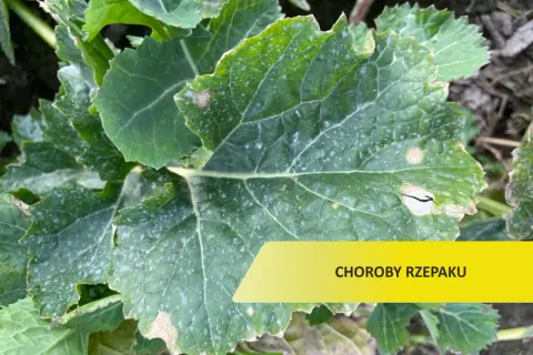 Liście rzepaku z białym nalotem i plamami, wskazujące na choroby rzepaku.