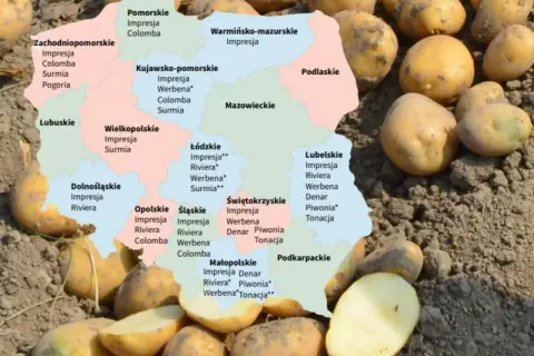 Mapa Polski z odmianami ziemniaków, np. Impresja, Riviera, Werbena. W tle świeżo wykopane ziemniaki ranomi.