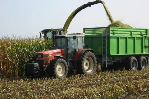 Kiedy zbiory kukurydzy, kombajn zasila zieloną przyczepę. Czerwony traktor czeka na polu.