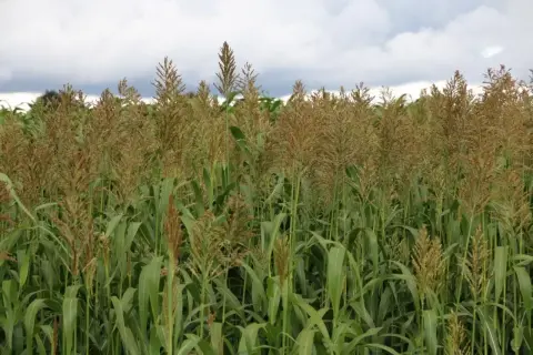 Pole pełne dojrzałego sorgo na kiszonkę, z gęstymi, brązowymi wiechami i zielonymi liśćmi pod zachmurzonym niebem.