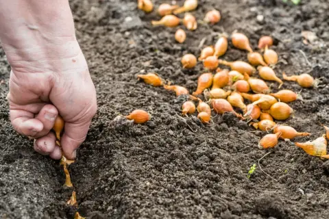 Dłoń sadzi cebulki dymki w ziemi. Prosty sposób, jak sadzić cebulę dymkę, by cieszyć się plonami.