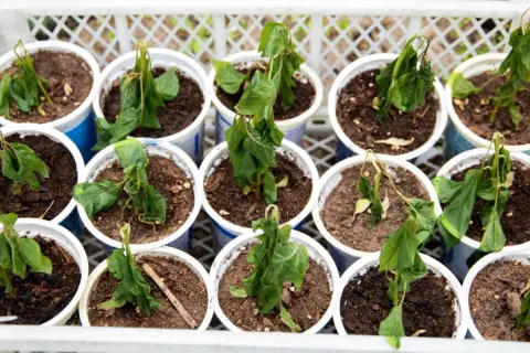 Sad, wilting tomato seedlings in pots. The **hartowanie pomidorów** seems to have been too harsh for these young plants, leaving them droopy and struggling.