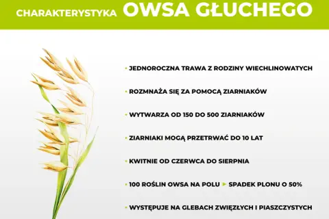 Charakterystyka owsa głuchy: jednoroczna trawa, rozmnaża się z ziarniaków, które mogą przetrwać do 10 lat. Skuteczne zwalczanie jest kluczowe.