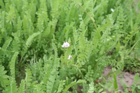 Zielone liście i delikatne różowe kwiaty seradeli pastewnej tworzą gęsty, naturalny dywan.