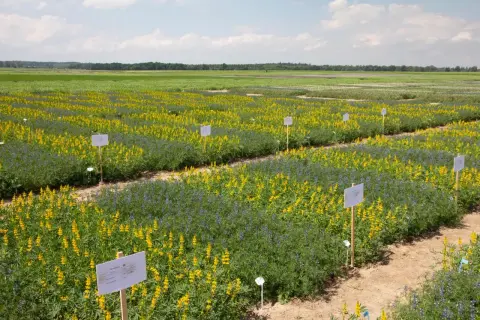 Pole doświadczalne z rzędami kwitnącego łubinu żółtego i niebieskiego. Tabliczki wskazują różne odmiany łubinu na tym stanowisku.