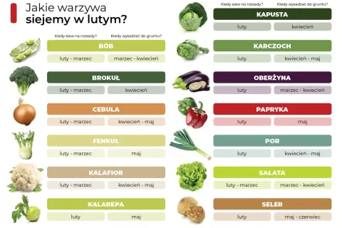 Tabela podpowiada, co siać w lutym na rozsady i do gruntu: bób, brokuł, cebulę, kapustę, karczoch, oberżynę, paprykę, por, sałatę, seler.