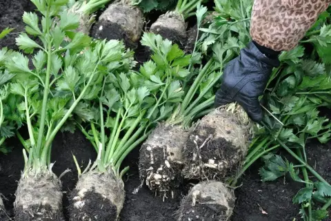 Ręka w rękawiczce wyciąga z ziemi korzenie selera. Czy seler może zimować w gruncie? Zbiory wskazują, że tak!