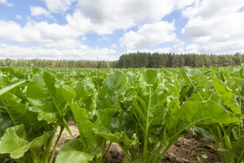 Pole buraków pastewnych, zielone liście w zbliżeniu. W tle las i błękitne niebo z chmurami.