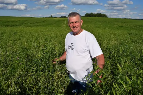 Rolnik w polu wyki, oceniający jej wzrost. Wygląda na to, że wyka jara norma wysiewu została osiągnięta.