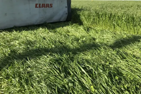 Kosiarka CLAAS ścina mieszankę gorzowską na zielonym polu.