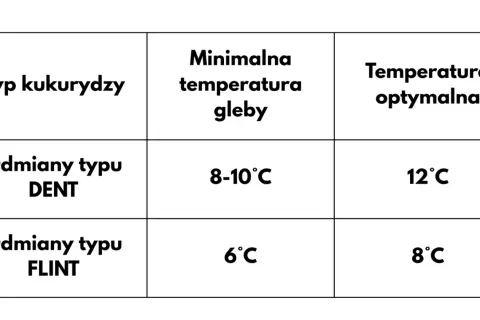 Tabela pokazuje, kiedy siać kukurydzę: odmiany DENT potrzebują 8-10°C gleby, a FLINT 6°C.