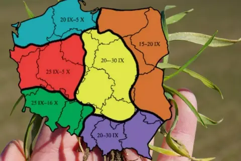 Mapa Polski z podziałem na regiony i datami, kiedy siać buraki. Różne kolory oznaczają różne terminy siewu.