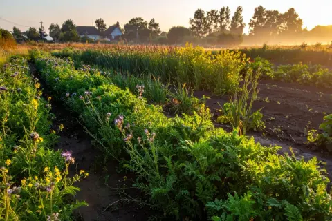 Wschodzące słońce oświetla pole z kwitnącymi roślinami pastewnymi, tworząc malowniczy krajobraz.