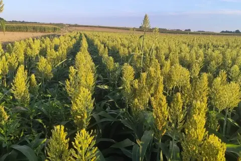Rozległe pole uprawne sorgo, z rzędami zielonych łodyg i żółtawych wiech. Słońce oświetla dojrzewające ziarno.