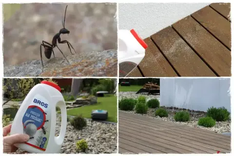 Proszek na mrówki w ogrodzie. Zwalczanie mrówek na tarasie i rabatach.