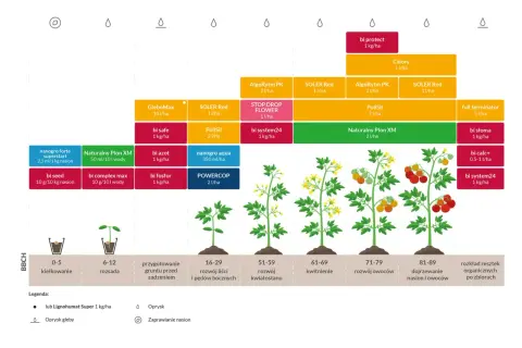 Schemat nawożenia pomidora gruntowego od kiełkowania do dojrzewania owoców, z podziałem na fazy rozwoju BBCH i proponowanymi produktami.