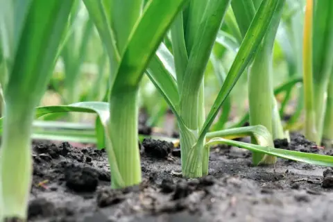 Młode pędy czosnku wyrastają z ziemi, obiecując bogactwo smaku i aromatów. Czekam na te pyszne por nasiona.