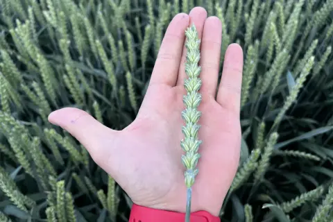 Dłoń trzyma kłos młodej pszenicy pallas na tle zielonego łanu.