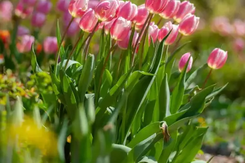 Różowe tulipany w pełnym rozkwicie. Idealny czas, kiedy sadzić tulipany, to jesień, by cieszyć się nimi wiosną.