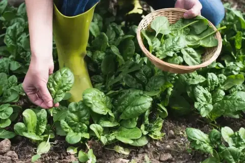 Zbieranie świeżego szpinaku w tunelu. Idealny czas, kiedy siać szpinak w tunelu, to wiosna i jesień, by cieszyć się jego smakiem przez cały rok.