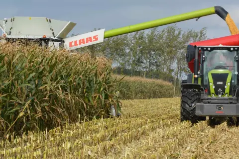 Kombajn Claas zbiera kukurydzę na ziarno. Złote ziarna lecą z rury do przyczepy ciągnika.