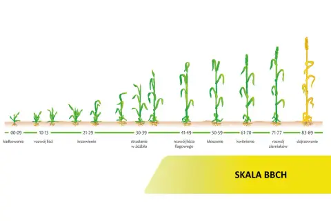 Etapy rozwoju pszenicy według skali BBCH: od kiełkowania, przez krzewienie, kłoszenie, kwitnienie, aż do dojrzewania.